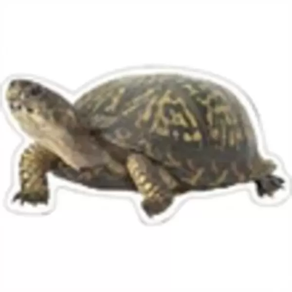 Promotional -MMB3549-TURTLE