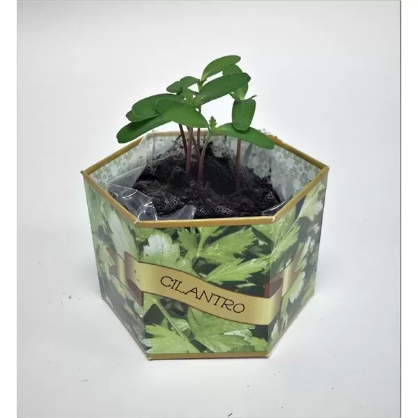 Cilantro/Coriander SeedGems Paper Planter.