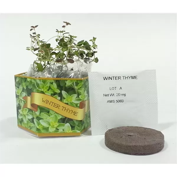 Winter Thyme Herb SeedGems